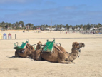 Kamelreiten am Strand von Caleta de Fuste